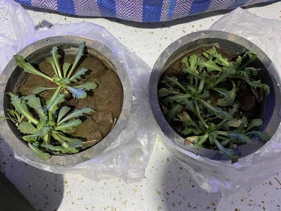 刚发芽的罂粟苗图片图片