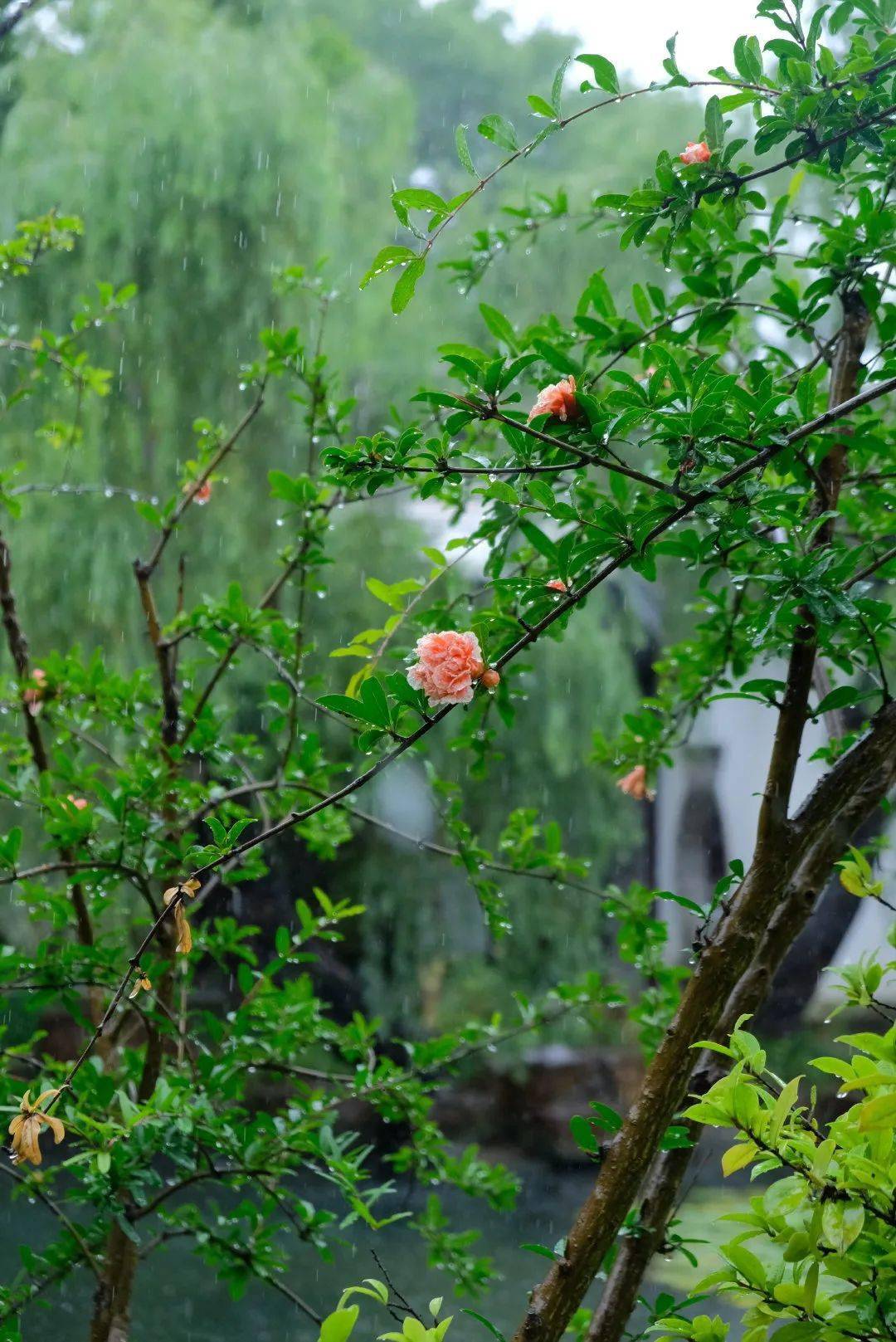 江南的梅雨 梅雨的江南 雨水 上图 人家