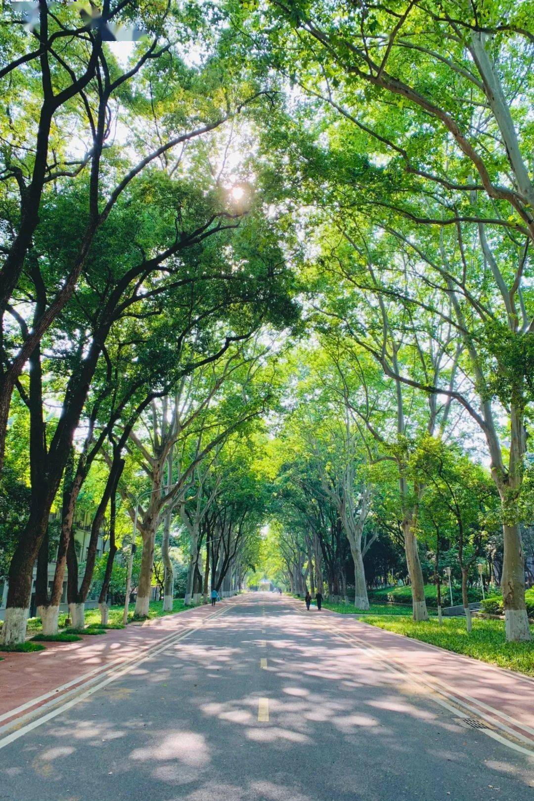 是谷雨竹在桂子山的深深牵挂校园里的每一处早已成为不可磨灭的记忆