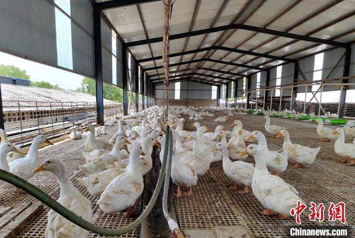 江苏徐州小肉鸭住上大别墅生态养殖引领乡村振兴