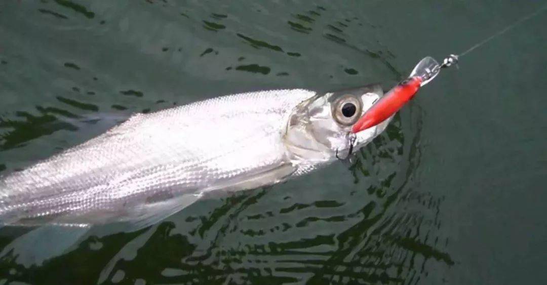 天气热钓翘嘴黄金期这些神操作你知道吗