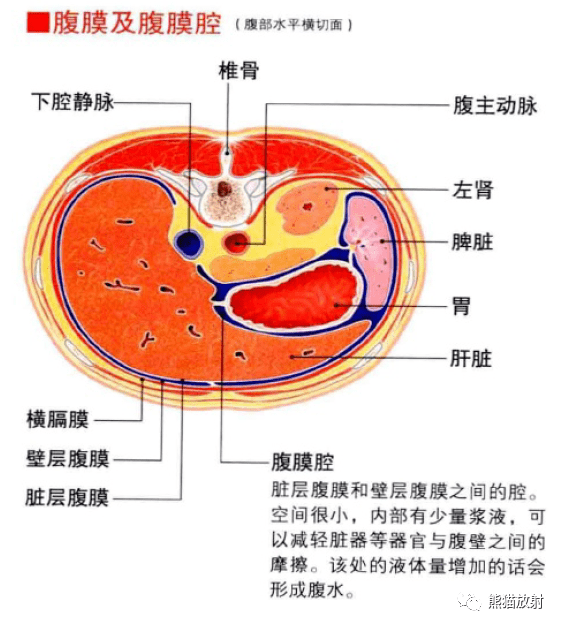 腹膜内位器官解剖图图片