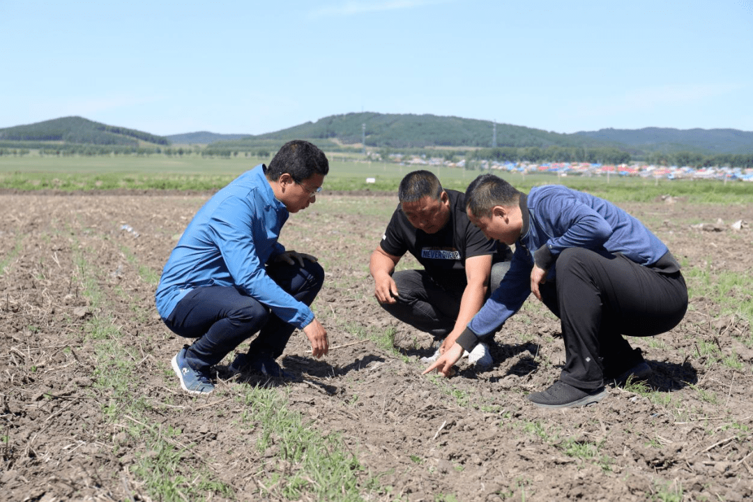 駐村風采⑩省紀委監委駐樺南縣明義鄉北合發村工作隊小紫蘇助力鄉村