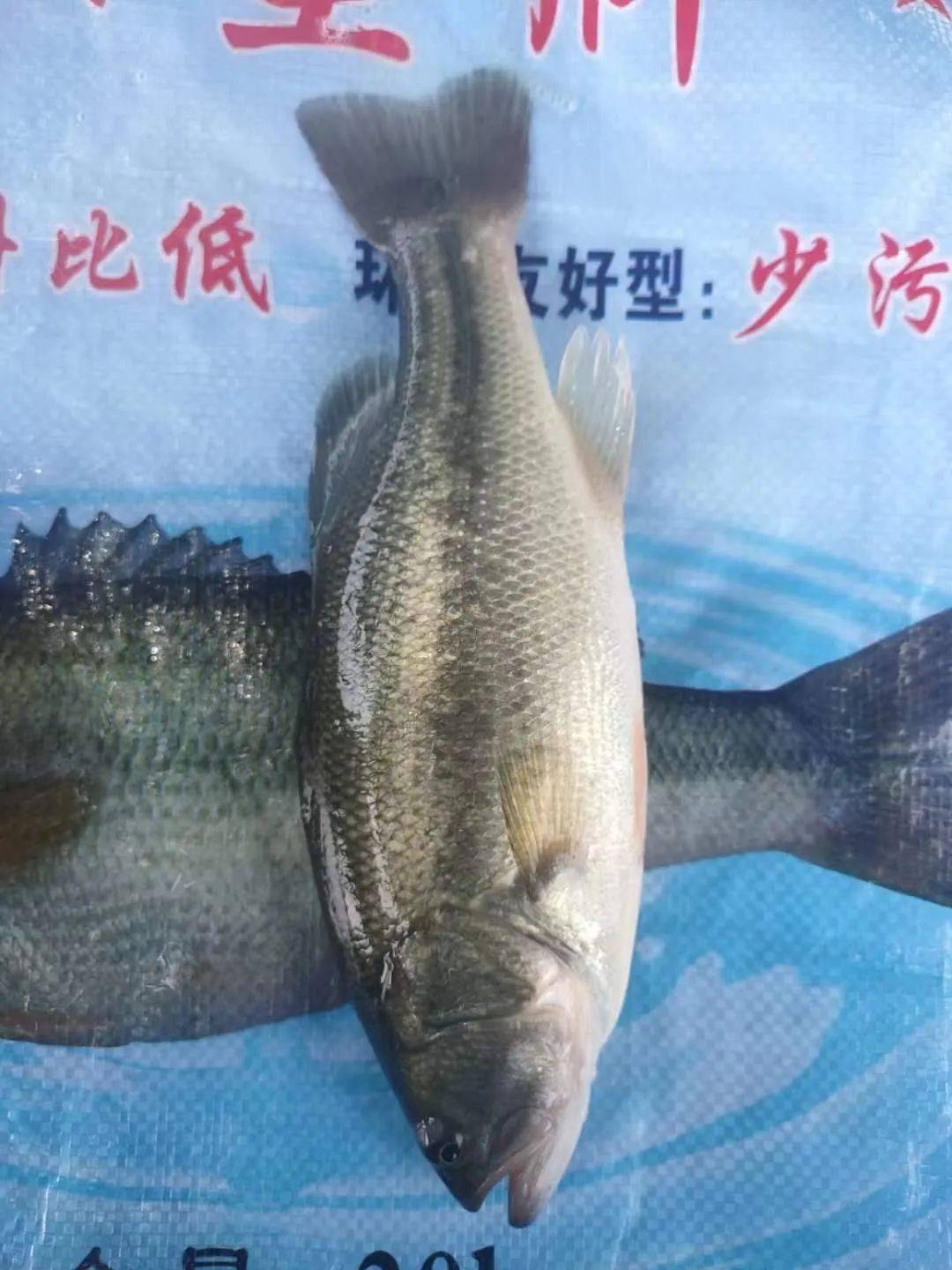 對比近幾年加州鱸魚價的變化趨勢,今年上半年加州鱸價格漲幅較小且