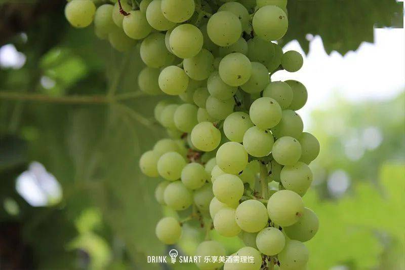 风靡欧洲皇室的"生命之水",真把酒给做成了艺术品_法国_葡萄_拿破仑