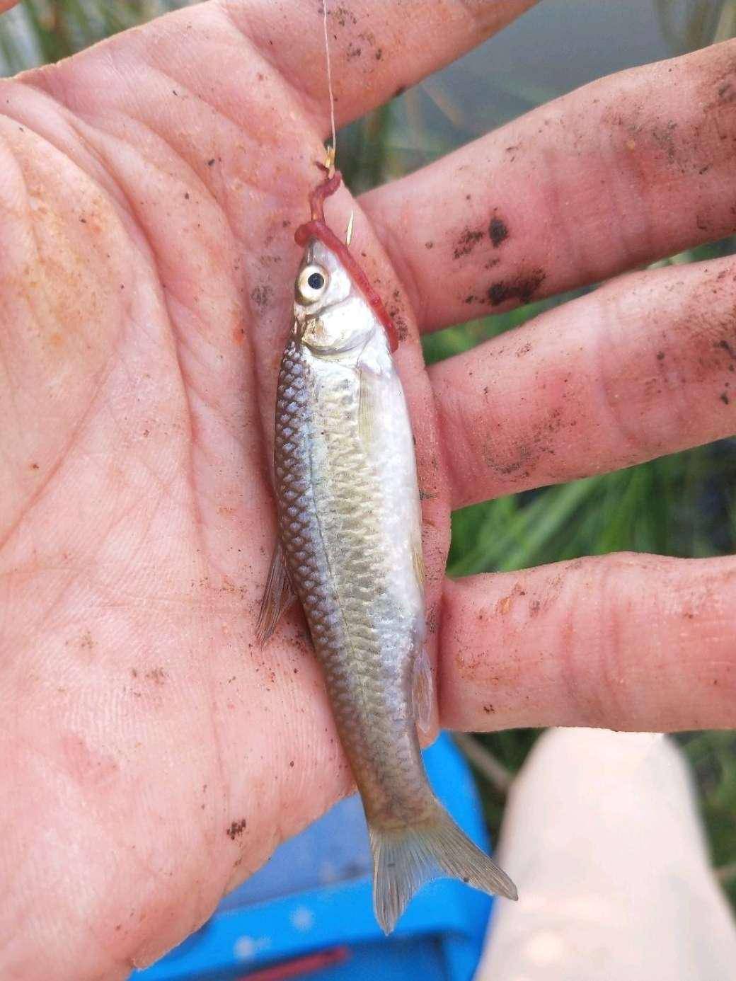 白天雜魚把窩鬧夜裡黃衣齊來到