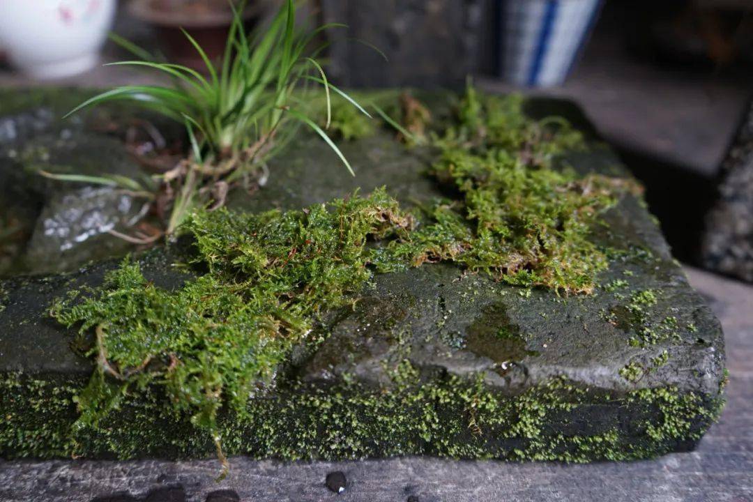 植蒲读书,良辰美景赏心乐事_青苔_金钱_虎须