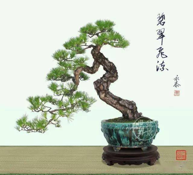 最美的100盆山松_cm-_作品_郑永泰