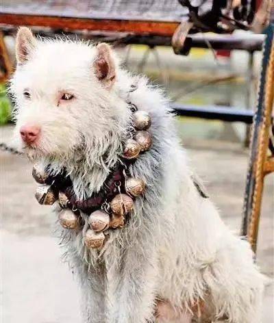 中国最猛的猎犬竟然是一只贵州的土狗