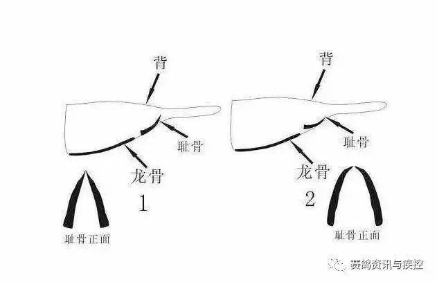 鸽子怎么分公母 耻骨图片