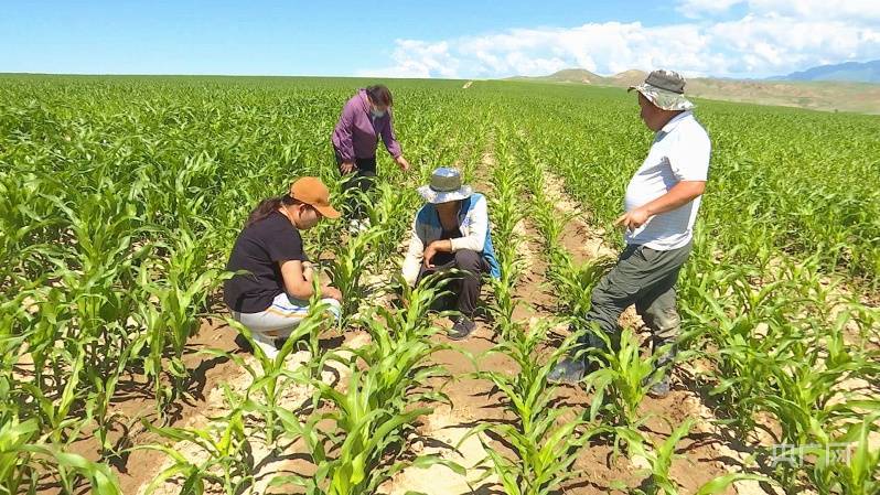 尼勒克县玉米田间管理忙科学管理促增收