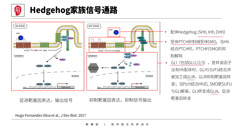 一圖勝千言mapkpi3kaktwntnfκb等12個信號通路圖解一目瞭然