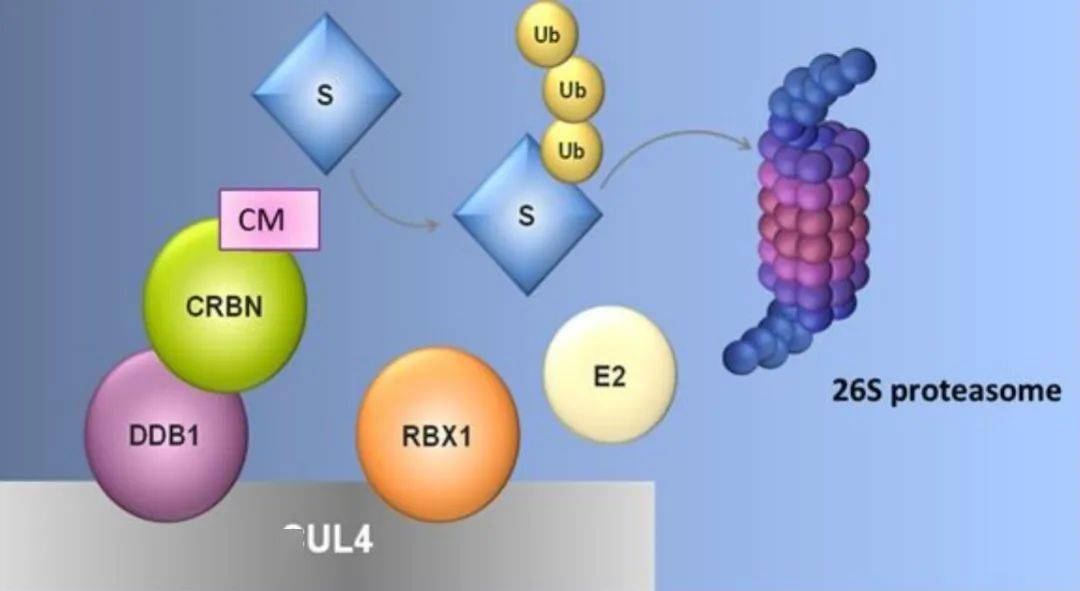 有專利性的新型cereblon e3泛素連接酶配體3圖6:cc-225, cc-92480, cc