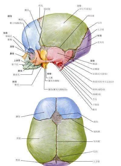 头部解剖位置图片