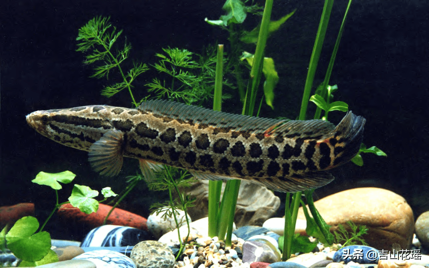 稻鳢综合种养技术_乌鳢_水稻_养殖