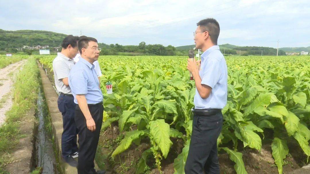 6月22日,省烟草专卖局党组书记,局长,总经理孔祥统来嘉调研烟叶生产