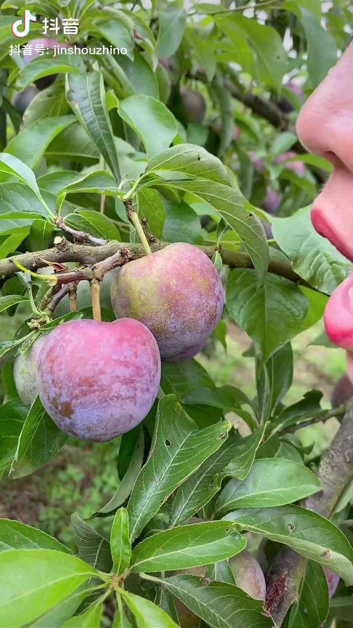 五月脆凤凰李成熟了真的又脆又甜抖音618好物节口感特别好
