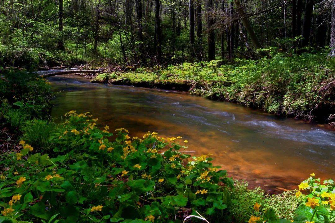 夏日主打——清新伊春_夏天_林海_深呼吸