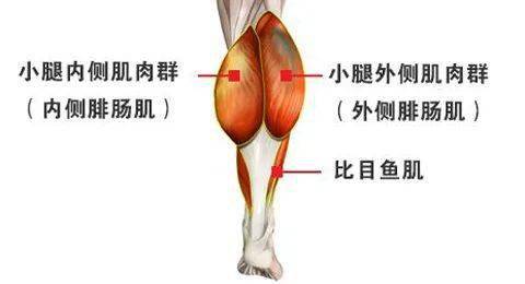 当腓肠肌相比比目鱼肌更加发达时,小腿在视觉上的表现为向横向发展