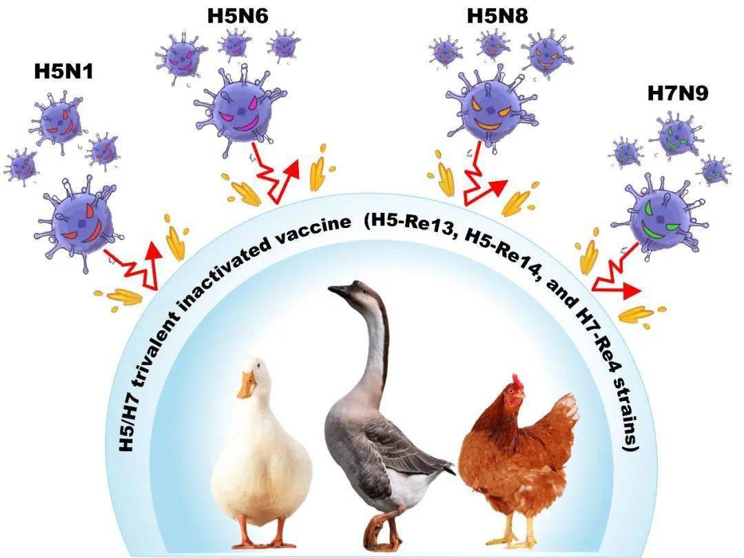 哈兽研最新研究报告中国应对全球暴发的h5禽流感成效显著