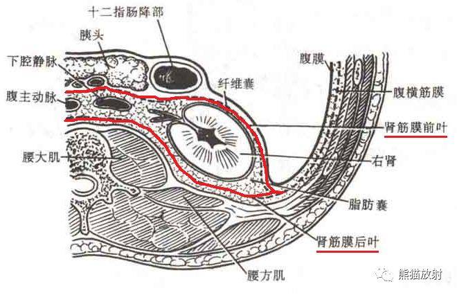 腹壁脊柱腹腔腹膜後間隙解剖