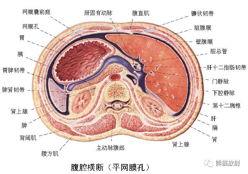 腹壁脊柱腹腔腹膜後間隙解剖