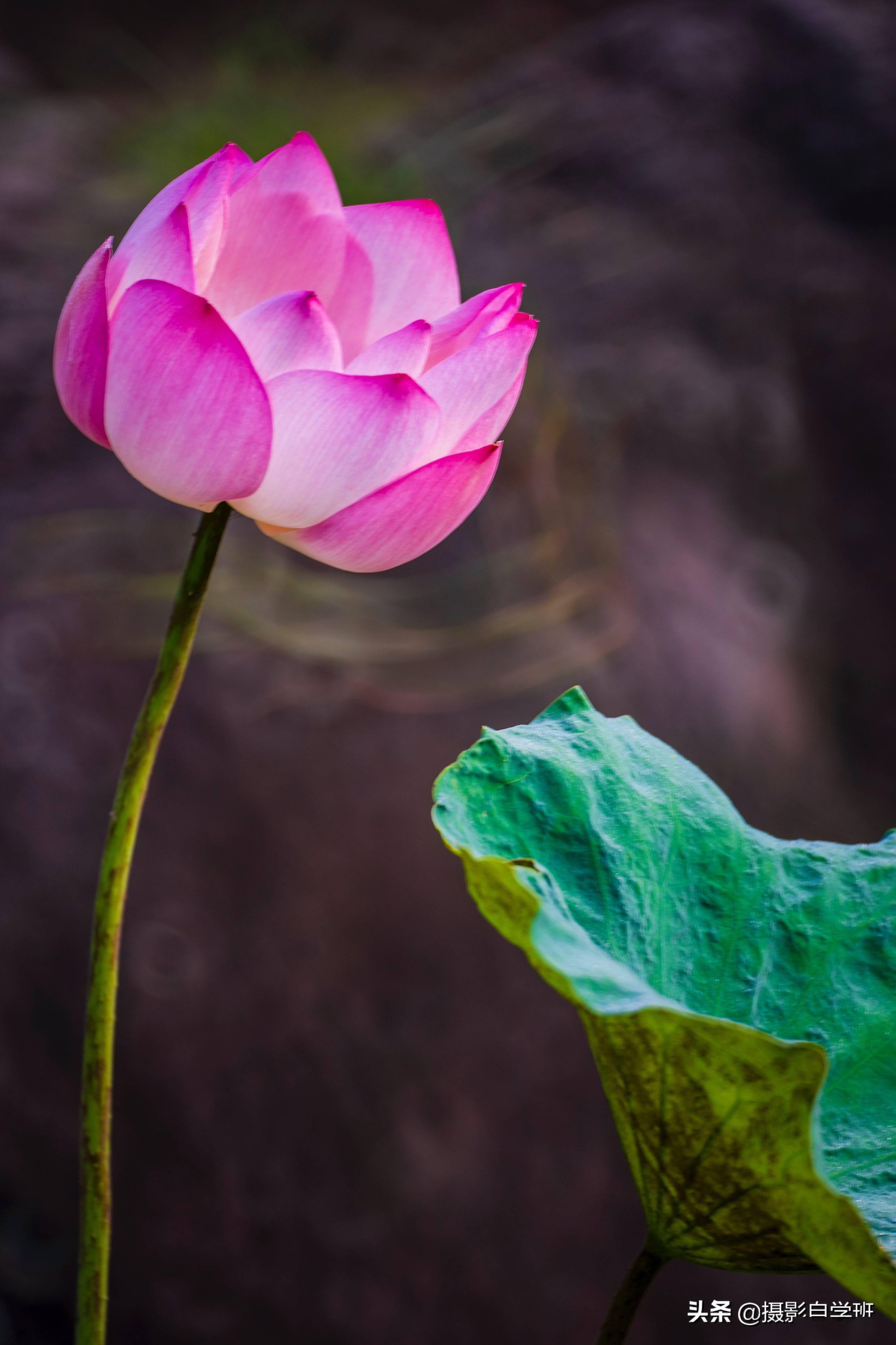 漂亮的莲花图片大全集图片