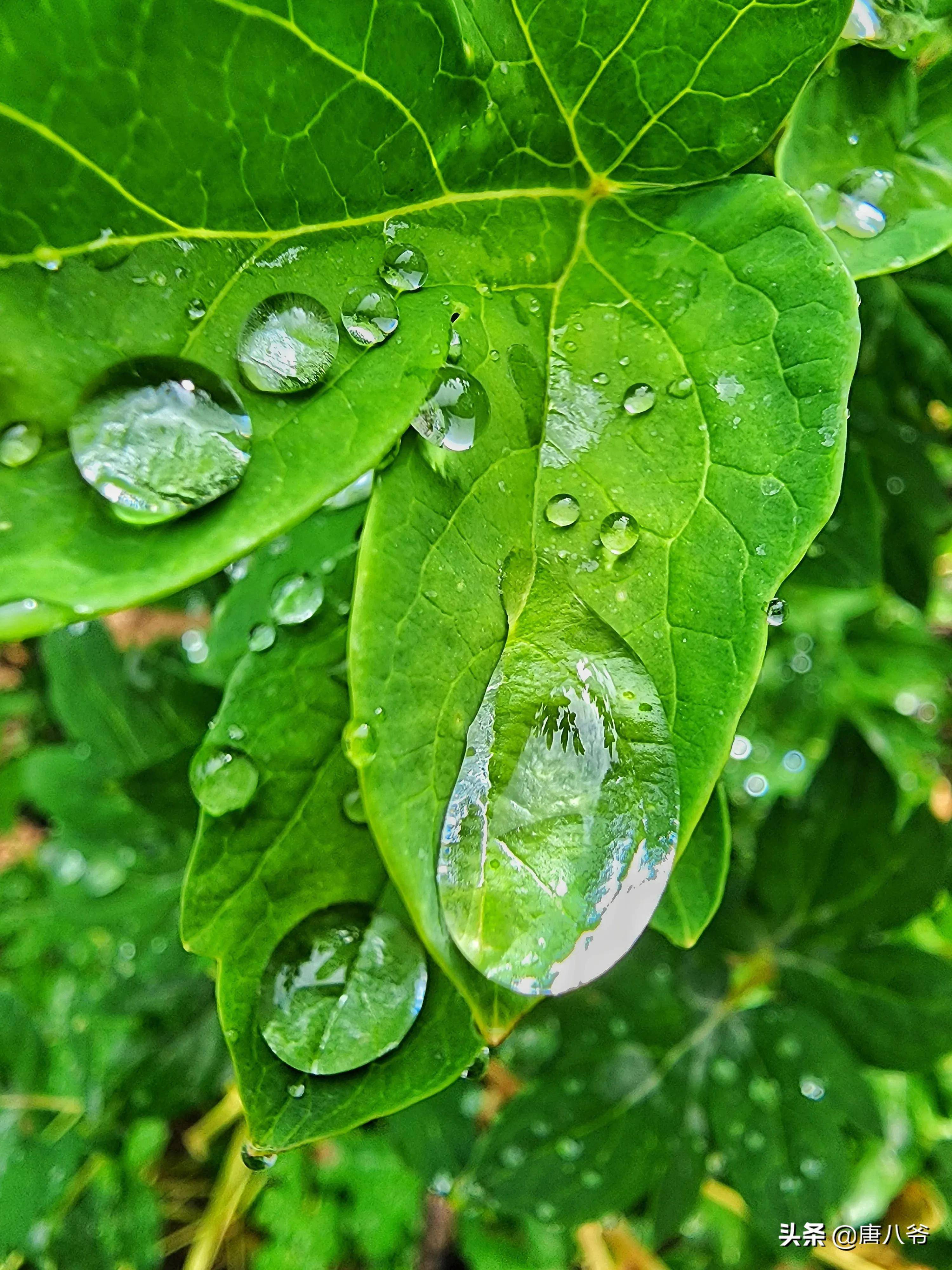 雨后小小露珠