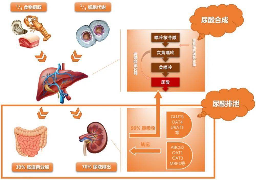 子宮內膜癌,前列腺癌,以及消化系統的胰腺癌,肝膽癌,結腸癌等