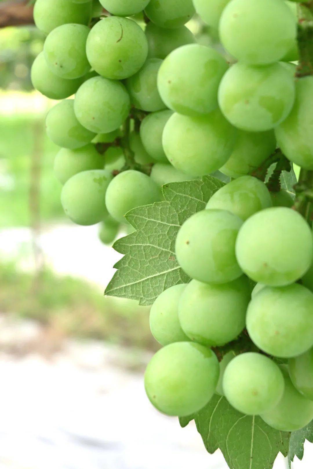 寻味致和 | 缤纷水果 夏日限定甜蜜_葡萄_李子_绿宝石
