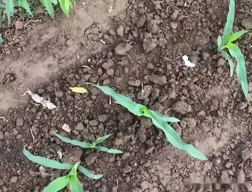 玉米专用除草剂_玉米除草剂视频_玉米除草剂的用法