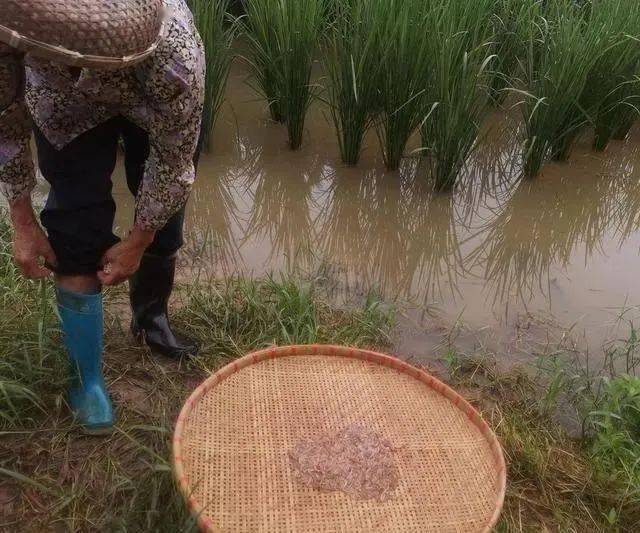 种水稻,养虾,养禾虫一起上,效益大增_种植_稻田_种养