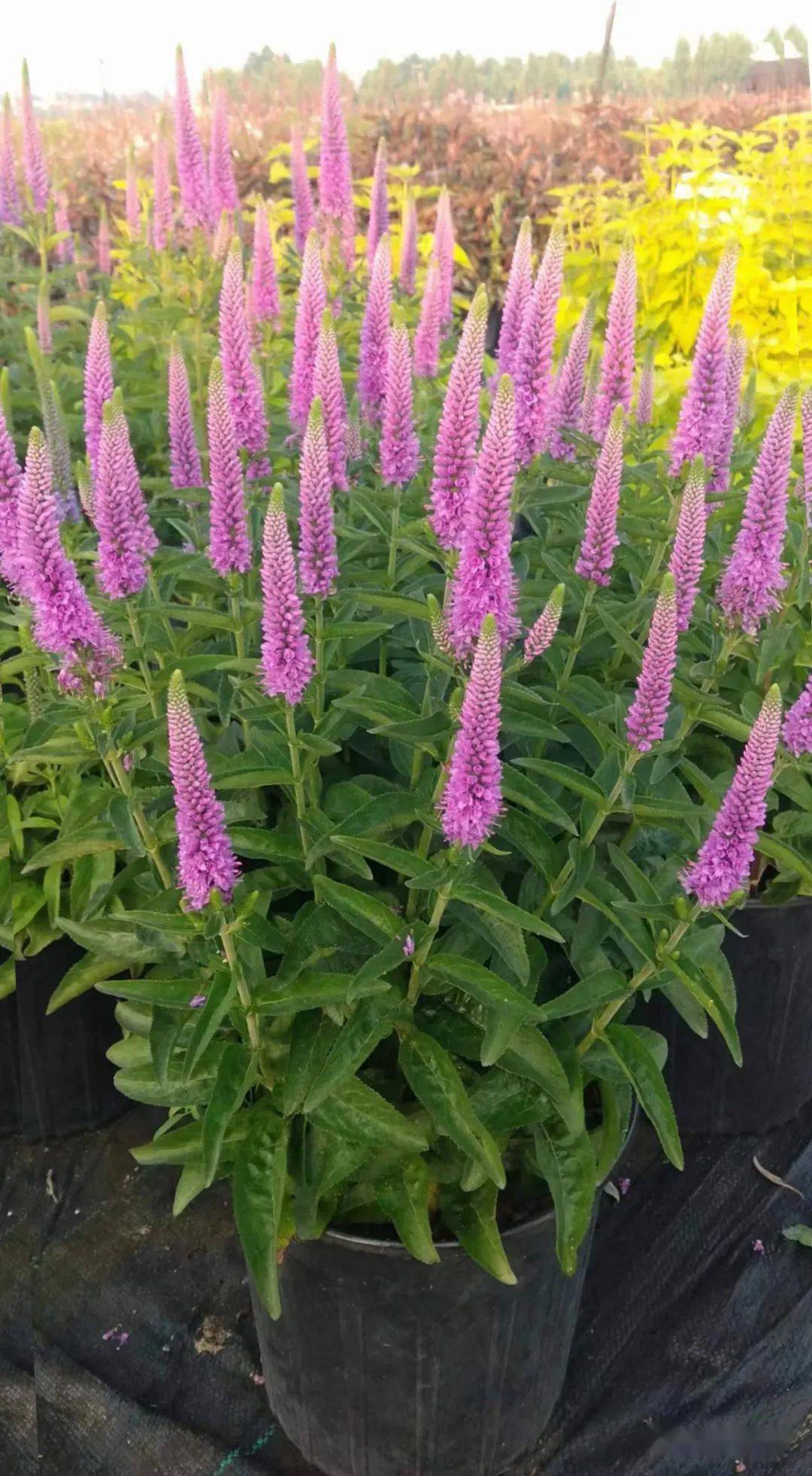 6-9月份可供宿根花境品种_植物_密度_容器