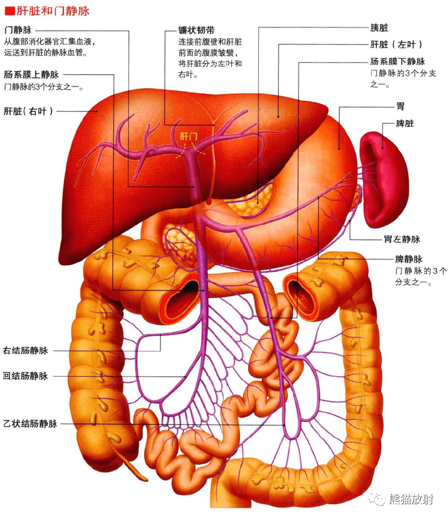 人体肝胃肠子结构图图片