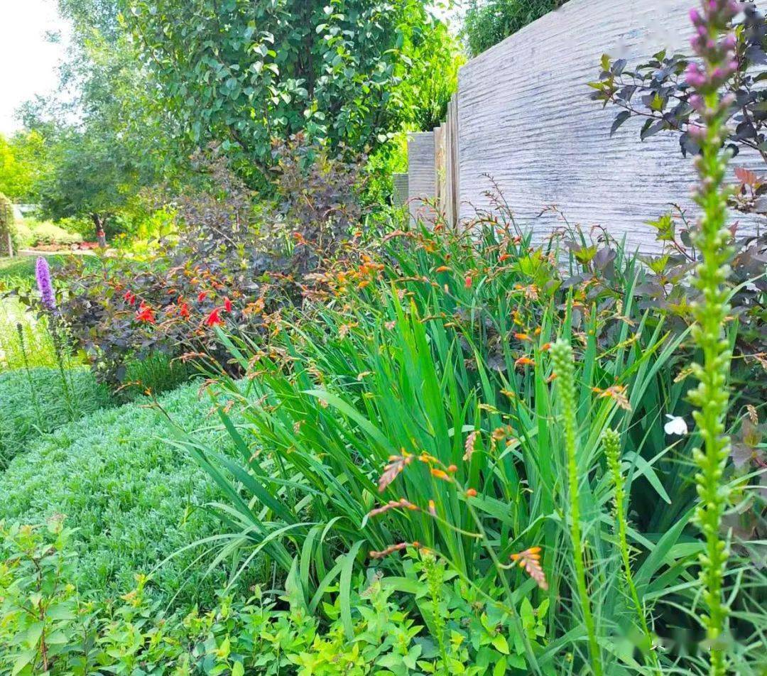 6-9月份可供宿根花境品种_植物_密度_容器