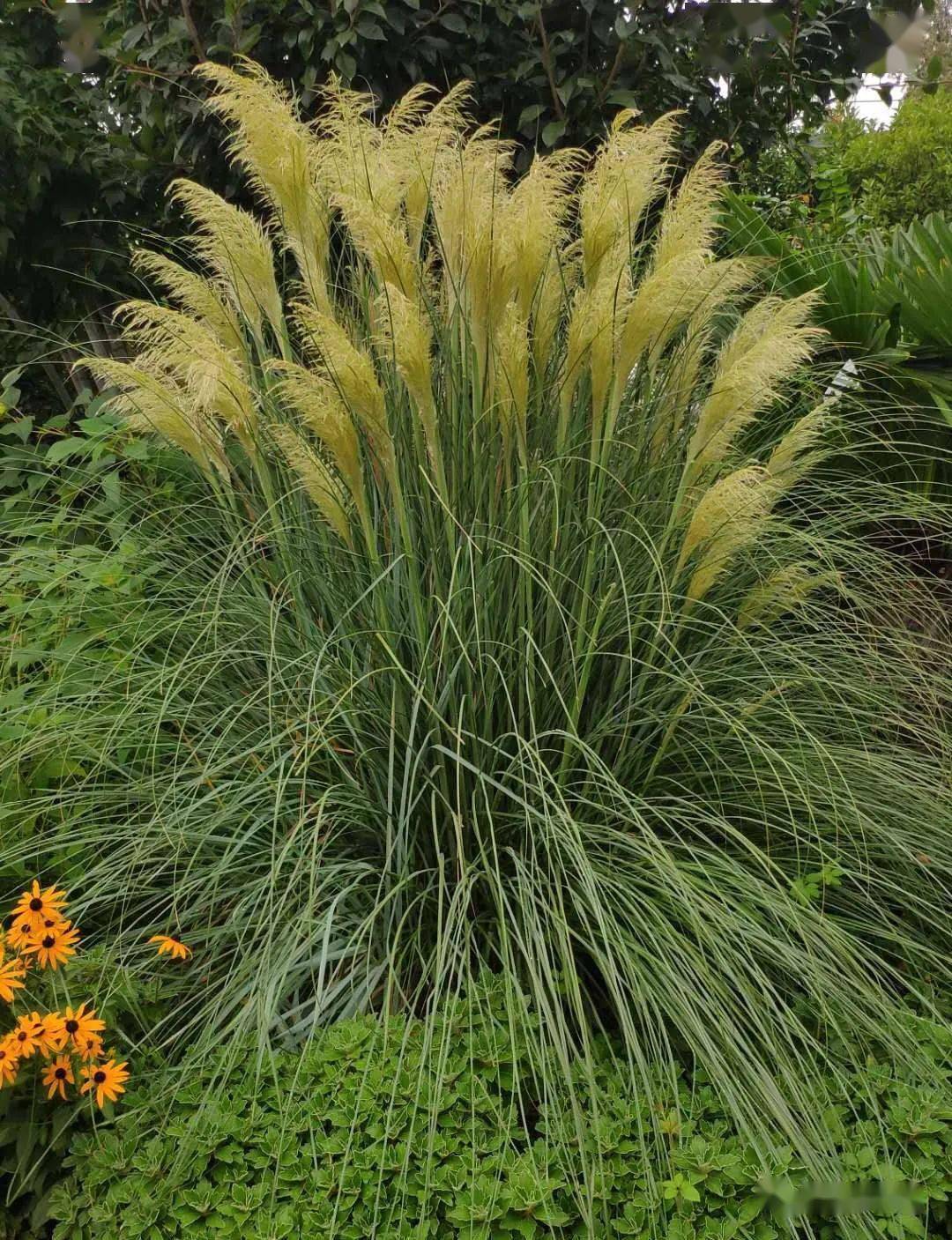 6-9月份可供宿根花境品种_植物_密度_容器