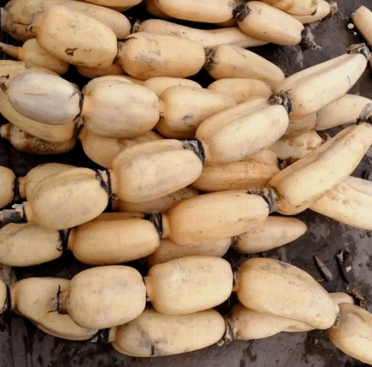 【奋斗者】卖藕人‖梁志友_顾客_四川_方志