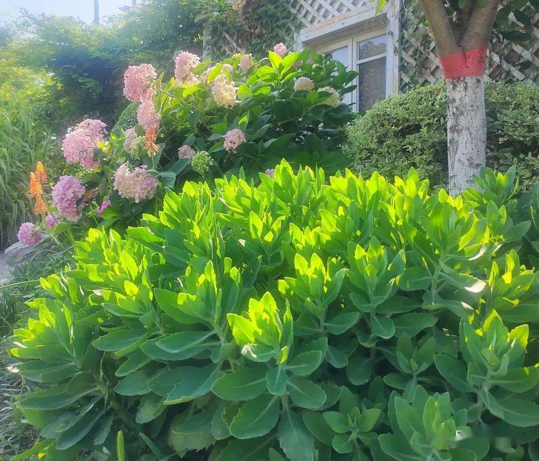 6-9月份可供宿根花境品种_植物_密度_容器