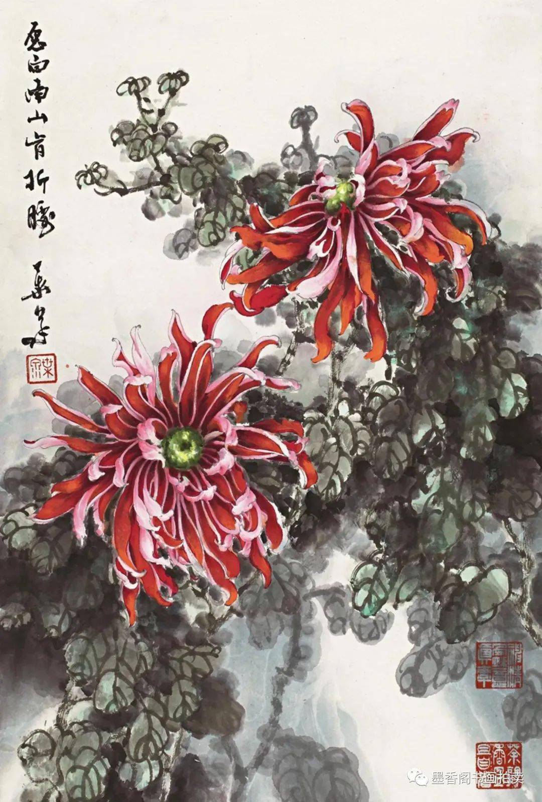 擅长画菊花