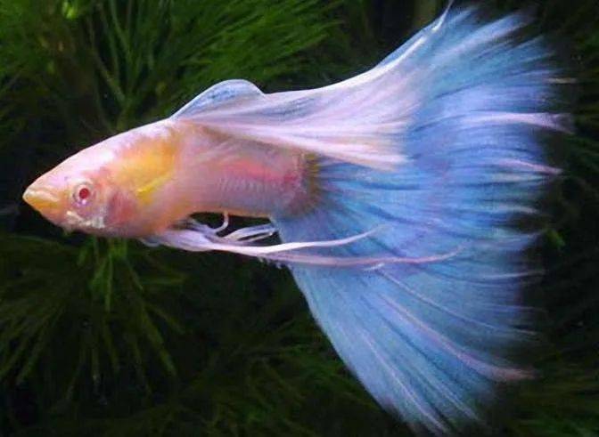 彩铅画教程 如何用彩铅画好一条美丽的孔雀鱼 步骤 金鱼 颜色 彩铅画教程 如何用彩铅画好一条美丽的孔雀鱼 步骤 金鱼 颜色