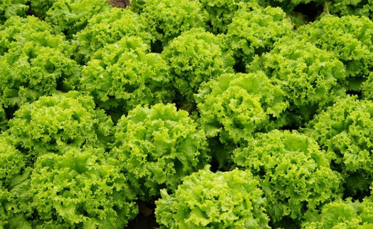 生菜和春菜的区别,主要在于这3点,赶紧来学学_食用_叶片_叶用