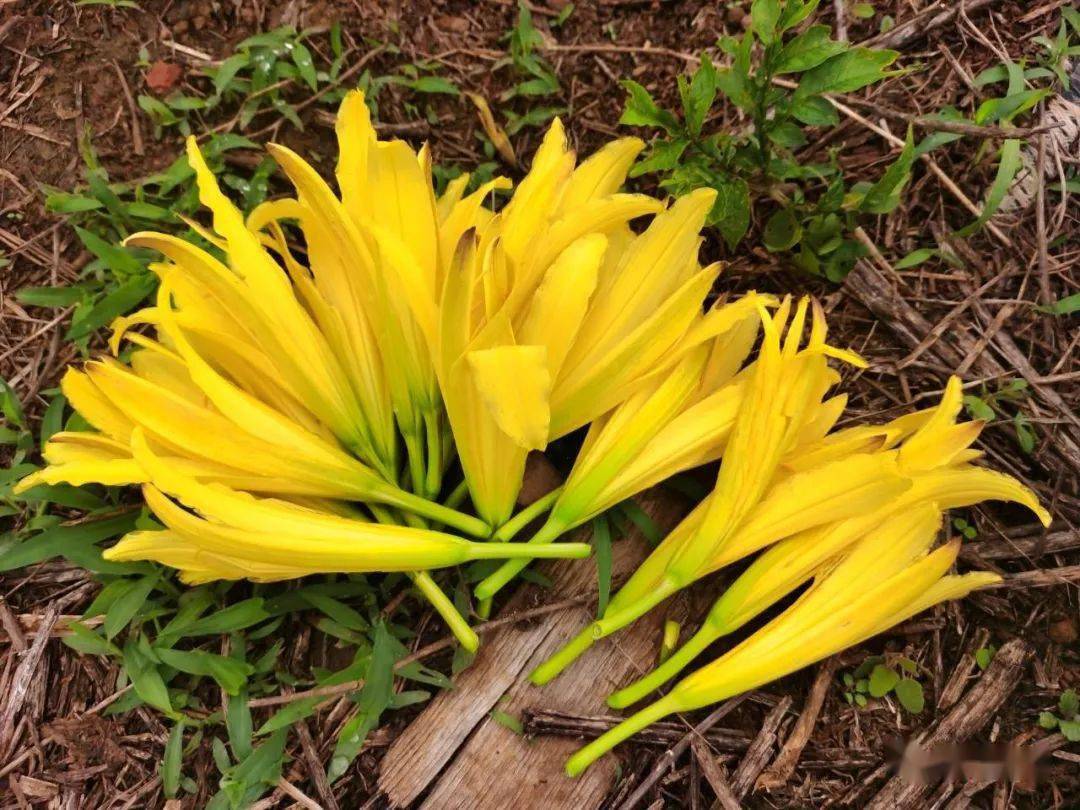 昭阳区凤凰街道凤凰山后,盛开着一片金黄色的"忘忧草"_萱草_黄花菜