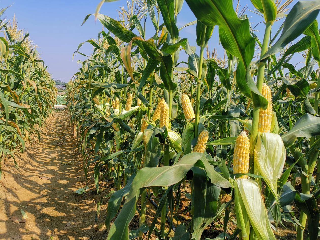 佛山甜玉米育种家王蕴波20载扎根田间攻克种业芯片难题