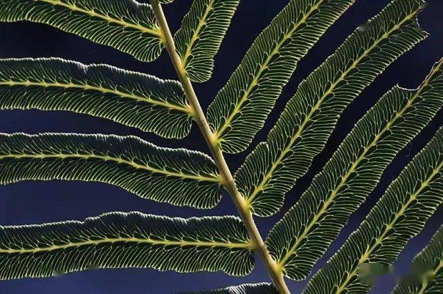 不同的排列方式,植物学家把这种排列方式称为脉序,叶脉主要有网状脉序
