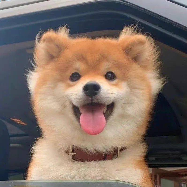 不开心就换个有趣可爱的头像啊