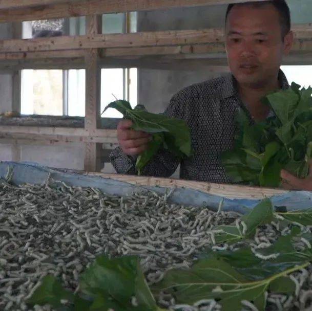 桑蚕织就“致富梦” 南部村民在家养蚕“有搞头”…_建兴镇_发展_启祥
