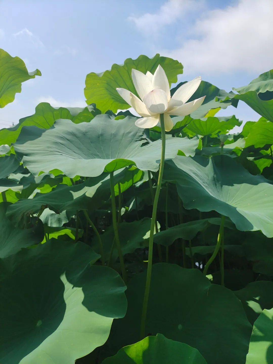 湖北洪湖荷花图片