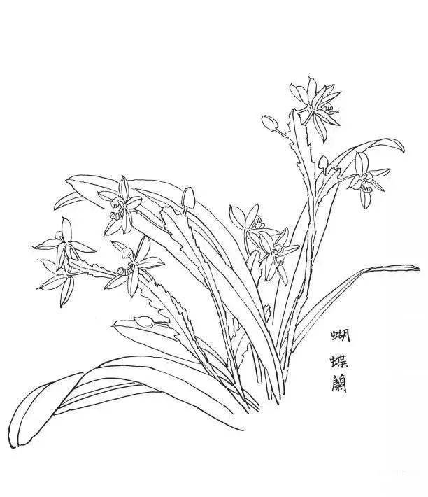 白描花卉