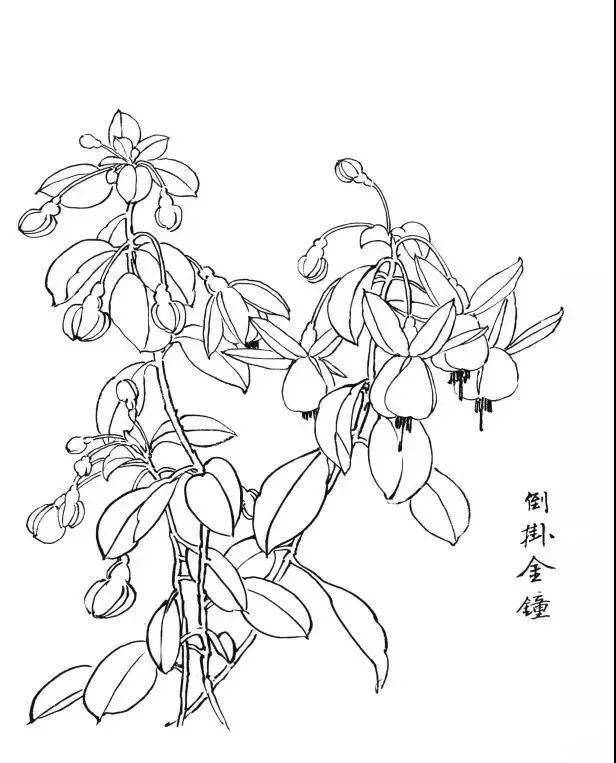 白描花卉