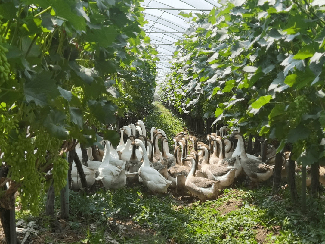 【鄉村振興】葡萄地裡養大鵝 種養循環有